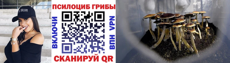 Псилоцибиновые грибы Psilocybe  Волжск 